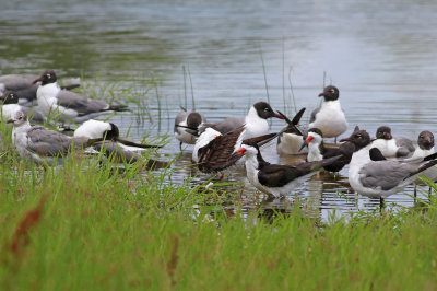 Black Skimmers and Laughing Gulls