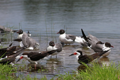 Black Skimmers and Laughing Gulls