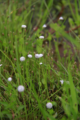 Eriocaulon aquaticum- Seven-angled Pipewort