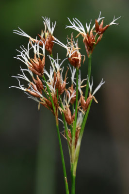 Cladium mariscoides- Smooth Sawgrass