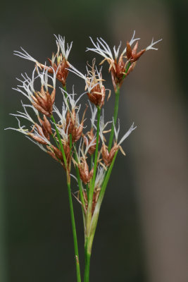 Cladium mariscoides- Smooth Sawgrass