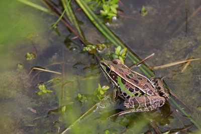 Southern Leopard Frog