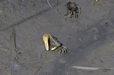 Mud Fiddler Crab