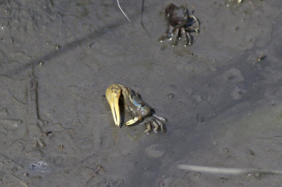 Mud Fiddler Crab