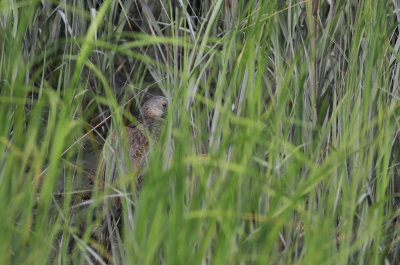 Momma Clapper Rail