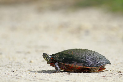 Eastern Painted Turtle