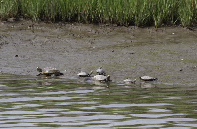 Diamondback Terrapins hanging out