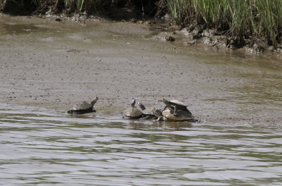 Diamondback Terrapins hanging out