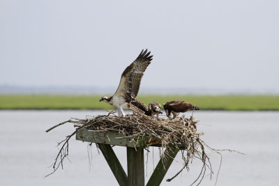 Young Osprey testing his wings