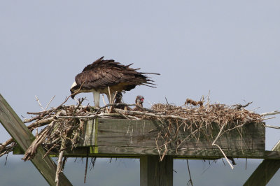 Osprey family