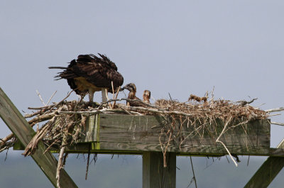 Osprey family