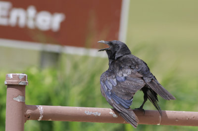 Fish Crow sweating it out