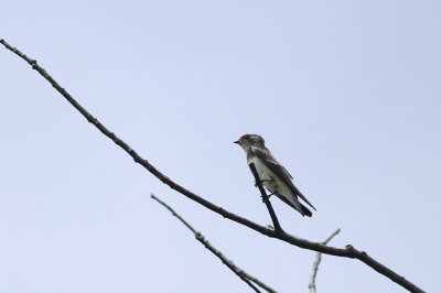 Northern Rough-winged Swallow