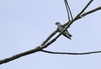 Northern Rough-winged Swallow