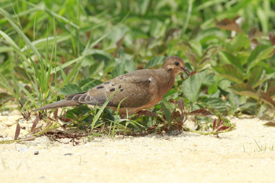 Young Mourning Dove