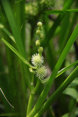 Sparganium americanum- Bur Reed