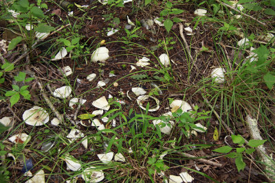 Shells in the woods