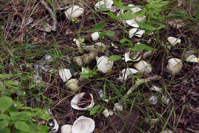 Shells in the woods