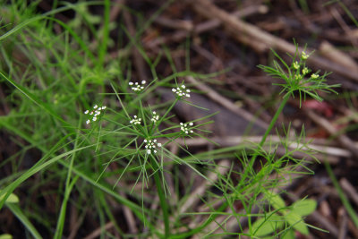 _MG_5207.jpg