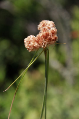 Eriophorum virginicum- Tawny Cottongrass