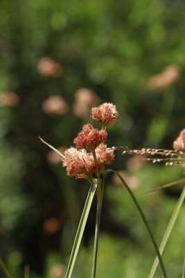 Eriophorum virginicum- Tawny Cottongrass