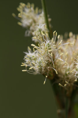 Eriophorum virginicum- Tawny Cottongrass in flower