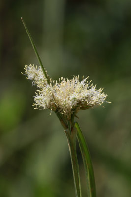 Eriophorum virginicum- Tawny Cottongrass in flower