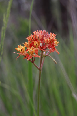 Asclepias lanceolata- Smooth Orange Milkweed