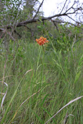 Asclepias lanceolata- Smooth Orange Milkweed