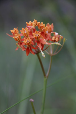Asclepias lanceolata- Smooth Orange Milkweed