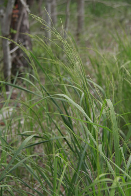Panicum virgatum- Switchgrass