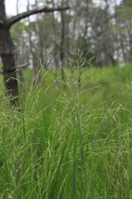 Panicum virgatum- Switchgrass