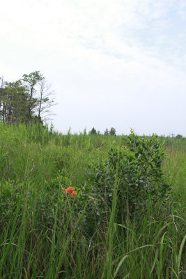 Asclepias lanceolata- Smooth Orange Milkweed (habitat)