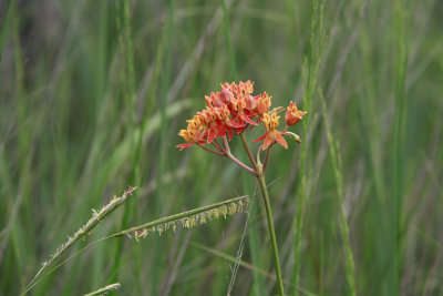 Asclepias lanceolata- Smooth Orange Milkweed