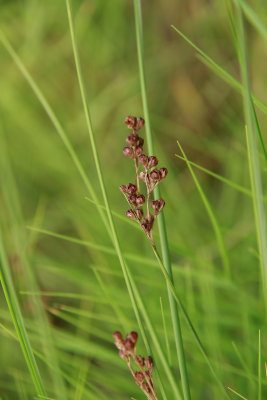 Juncus gerardii- Black Rush