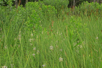 Teucrium canadense- American Germander