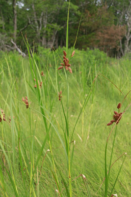 Schoenoplectus robustus- Salt-Marsh Bulrush
