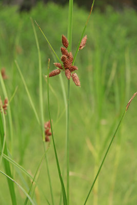 Schoenoplectus robustus- Salt-Marsh Bulrush