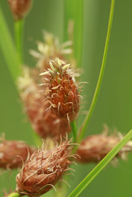 Schoenoplectus robustus- Salt-Marsh Bulrush