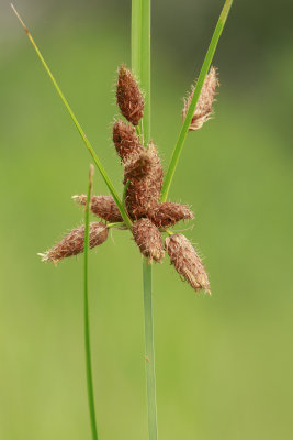 Schoenoplectus robustus- Salt-Marsh Bulrush