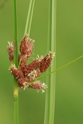 Schoenoplectus robustus- Salt-Marsh Bulrush