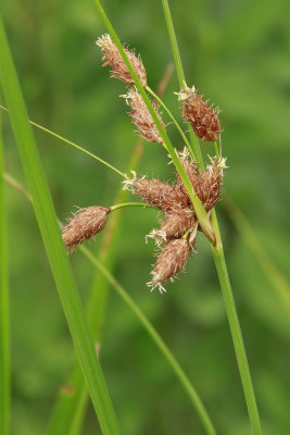 Schoenoplectus robustus- Salt-Marsh Bulrush