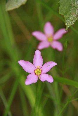 Sabatia stellaris- Salt Marsh Pink