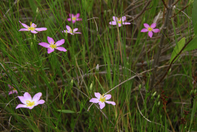 Sabatia stellaris- Salt Marsh Pink