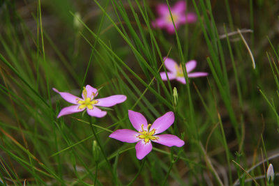 Sabatia stellaris- Salt Marsh Pink