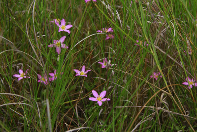 Sabatia stellaris- Salt Marsh Pink