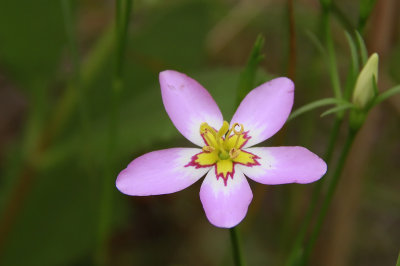 Sabatia stellaris- Salt Marsh Pink