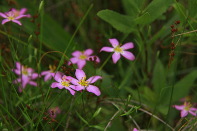 Sabatia stellaris- Salt Marsh Pink