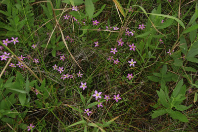 Sabatia stellaris- Salt Marsh Pink
