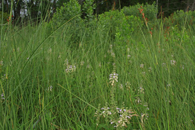 Teucrium canadense- American Germander